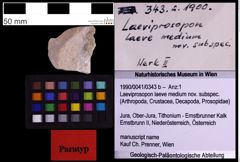 Foto (Objekt + Etiketten) von Laeviprosopon laeve medium nov. subspec. (NHMW-GEO-1990-0041-0343b)